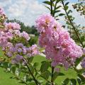 Green leaves cover branches that end in pink crape myrtle blossoms.