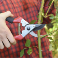 close up of a person pruning a branch with pruning sheers