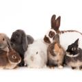 A group of seven rabbits from different breeds.