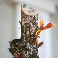 Small white dots appear on a pruned crape myrtle branch.