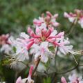 White and pink native azaleas.