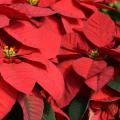 Red poinsettias 