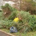 Real Christmas trees piled with curbside garbage