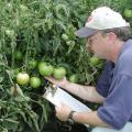 Rick Snyder, Mississippi State University research and Extension horticulturist, examines a tomato plant for signs of disease after a rain at the Truck Crops Branch Experiment Station in Crystal Springs, Miss.