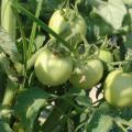 Harvest is about a week away for these tomatoes on the Mayhew Tomato Farm in Lowndes County. Owner Mel Ellis says he expects to begin harvesting around June 5.