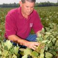 Dennis B. Reginelli, area agronomic crops agent with Mississippi State University's Extension Service, examines drought-damaged soybeans.