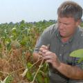 Mississippi State University soybean researcher Don Poston examines drought-stressed soybeans for signs of disease at the Delta Research and Extension Center near Stoneville. (Photo by Jim Lytle)