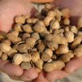 Mississippi farmers are expected to plant 16,000 acres of peanuts in 2007, repeating the amount growers planted last year when they harvested these peanuts. (Photo by Robert H. Wells/MSU's Delta Research and Extension Center)