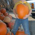 Clayton Salmons picks out a pumpkin for his jack-o-lantern at Fresh-Way Produce in Ridgeland. (Photo by Jim Lytle)
