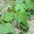 These young cotton plants are in a weed control study at Mississippi State University's Delta Research and Extension Center in Stoneville. They are in the five- to six-leaf growth stage and therefore no longer vulnerable to damage from thrips. (Photo by Rebekah Ray)