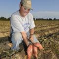 Brad Spencer, of Spencer and Sons Farms in Calhoun County, tests a bed of sweet potatoes near Vardaman Sept. 28 to see if they are ready to harvest. (Photo by Scott Corey)