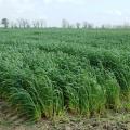 Wheat, such as this growing in Washington County, was pushed ahead of schedule by a warm winter that presented many challenges for the crop to overcome. (Photo by MSU Delta Research and Extension Center/Rebekah Ray)