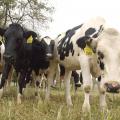 Dairy cattle, such as these Holsteins, are becoming a rare sight in Mississippi as high production costs and low milk prices push dairy farmers out of the business. (Photo by MSU College of Veterinary Medicine/Tom Thompson)