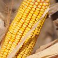 The 2012 harvest is under way on Mississippi's 840,000 acres of corn with most growers reporting record or near-record yields. The record, 148 bushels per acre, was set in 2007. (File photo/MSU Ag Communications)