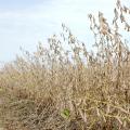 The majority of the state's soybeans, such as these at Mississippi State University's Delta Research and Extension Center in Stoneville, were harvested before heavy rains Sept. 30 halted work. (Photo by DREC Communications/ Rebekah Ray)