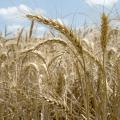 Mississippi producers are harvesting winter wheat, such as this planted at Mississippi State University's R.R. Foil Plant Science Research Facility, later than usual because of the late, wet spring, but overall yields are better than expected. (Photo by MSU Ag Communications/Kat Lawrence)