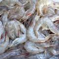 Cool temperatures delayed the start of shrimp season in Mississippi's coastal waters until June 11, but if conditions hold, the crop is predicted to be about the same as last year's in terms of prices and production costs. (Photo by MSU Ag Communications/Kat Lawrence)