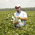 Trent Irby, soybean specialist with the Mississippi State University Extension Service, evaluates the maturity of soybean plants on Aug. 2, 2013, in a research plot located at the R.R. Foil Plant Science Research Center in Starkville, Miss. (Photo by MSU Ag Communications/Linda Breazeale)