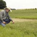 Rocky Lemus, forage specialist with the Mississippi State University Extension Service, examines stem maggot damage on the tips of bermudagrass growing in research plots in the forage unit at the Henry H. Leveck Animal Research Farm in Starkville on Aug. 7, 2013. (Photo by MSU Ag Communications/Linda Breazeale)