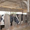 Holstein dairy cows in Mississippi State University's barns near Starkville, Miss., on Wednesday, Sept. 11, 2013, are cooled with sprinklers and fans to reduce the effects of heat stress on their milk production. (Photo by MSU Ag Communications/Kat Lawrence)