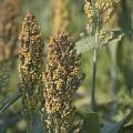 Grain sorghum in Mississippi, such as this planted at the Mississippi State University R.R. Foil Plant Science Research Center, was 50 percent harvested by Sept. 29, 2013. The crop was about 82 percent harvested this time last year. (Photo by MSU Ag Communications/Kat Lawrence)