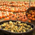 Country Pumpkins in Caledonia, Miss., has more than 80 varieties of pumpkins, squash and gourds after one of the best growing seasons in decades. The Lowndes County farm is one of a growing number of agritourism sites in the state. (Photo by MSU Ag Communications/Tim Allison)