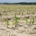 Frequent rains are putting much of Mississippi's corn planting about two weeks behind schedule. This corn was planted March 14 and was growing on the Mississippi State University R.R. Foil Plant Science Research Center in Starkville, Mississippi, on April 21, 2014. (Photo by MSU Ag Communications/Kat Lawrence)