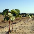 A week without rain in early May gave Mississippi producers a chance to catch up with spring planting. This cotton on Mississippi State University's R.R. Foil Plant Science Research Center was planted before the late-April rains. (Photo by MSU Ag Communications/Bonnie Coblentz)