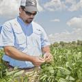 Trent Irby, Mississippi State University Extension Service soybean specialist, checks the maturity stage of soybeans planted at the R.R. Foil Research Center on the MSU campus Aug. 21, 2014. Mississippi soybean growers are expected to harvest a record yield this year. (Photo by MSU Ag Communications/Kat Lawrence)