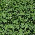 Perennial white clover is an ideal food plot plant. It is a lush groundcover that fixes nitrogen in the soil, attracts deer and provides protein. (Photo courtesy of Bronson Strickland)
