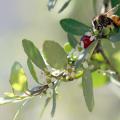 Flowering trees and shrubs, such as this weeping yaupon holly, provide nectar for bees, berries for birds, and shelter and nesting sites for a variety of other animals. (Photo courtesy of Marina Denny)