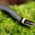 Most snakes in Mississippi, such as this ringneck snake, are nonvenomous and help control rodent and other nuisance wildlife populations. (Photo by iStockphoto)