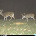 Photos taken using game cameras provide valuable information on deer population statistics, feeding patterns and more. (Photo courtesy of MSU Department of Wildlife, Fisheries & Aquaculture.)