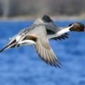 Pintails are among the first ducks to migrate south in the fall, just in time for the start of Mississippi's waterfowl hunting season. (Photo by iStock)