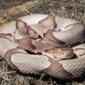 Adult venomous snakes, like this copperhead, will use camouflage or run away to avoid conflict, rather than strike first. (Photo from iStock.)