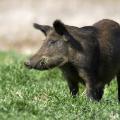 Wild hogs reproduce quickly, have few natural predators and can cause damage and spread disease, making them more than a mere nuisance to humans. (Photo by iStock)