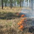 Contrary to what many people think, a prescribed, controlled burn performed by a registered professional actually improves habitat quality for many of Mississippi's wildlife species. (MSU Ag Communications/File Photo)