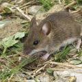 Mice and other rodents need food and shelter. Human environments can provide both if steps are not taken to exclude the pests from homes and other buildings. (Photo by iStock)