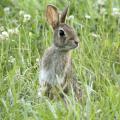 Eastern cottontail rabbits are common in urban, suburban and rural areas where abundant food and shelter are available. (Photo by iStock)