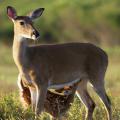 Growing fawns costs mother does a lot of energy, and providing milk for the young deer requires does to consume a lot of high-quality food to produce the right amounts of milk. (Photo by iStock)