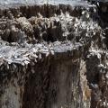 Termites swarming on this decaying tree stump are a healthy part of nature, but homeowners must take steps to make sure they do not infest houses. (Photo by MSU Extension Service/Linda Breazeale)