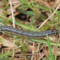 Fall armyworms plague many Mississippi pastures, lawns and sports fields, but vigilance and prompt treatment can limit their damage. (Photo by MSU Extension Service/Blake Layton)