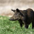 A brown wild hog forages in green grass.