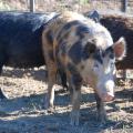 An orange wild hog with large black spots stands in a trap with two black wild hogs in the background.