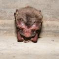 A small brown bat looks into the camera as it hangs upside down.