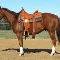 The side view of a bridled and saddled brown horse inside a corral.