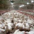 Scores of chickens are seen inside a poultry house.