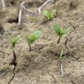 Growers planted the majority of Mississippi’s soybean crop well ahead of normal this year, thanks to favorable April weather. These recently emerged soybean plants on Mississippi State University’s Rodney Foil Plant Science Research Center were growing on May 3, 2017. (Photo by MSU Extension Service/Kevin Hudson)