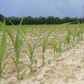 Grain sorghum emerges in this Oktibbeha County field June 14, 2017. Mississippi growers are projected to plant 10,000 acres of the crop this year, which would be a record low. (Photo by MSU Extension Service/Kevin Hudson)