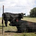 Two black cows in pasture